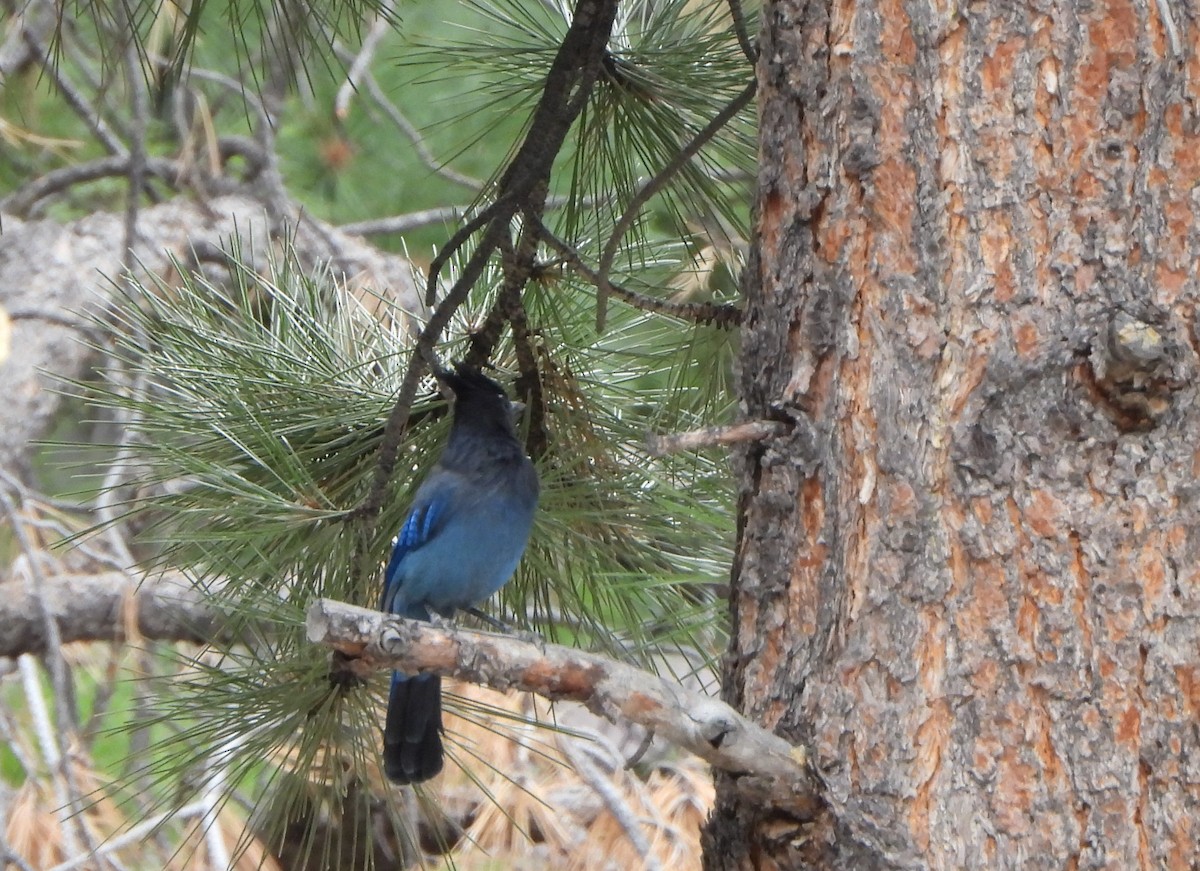 Steller's Jay - ML640809384