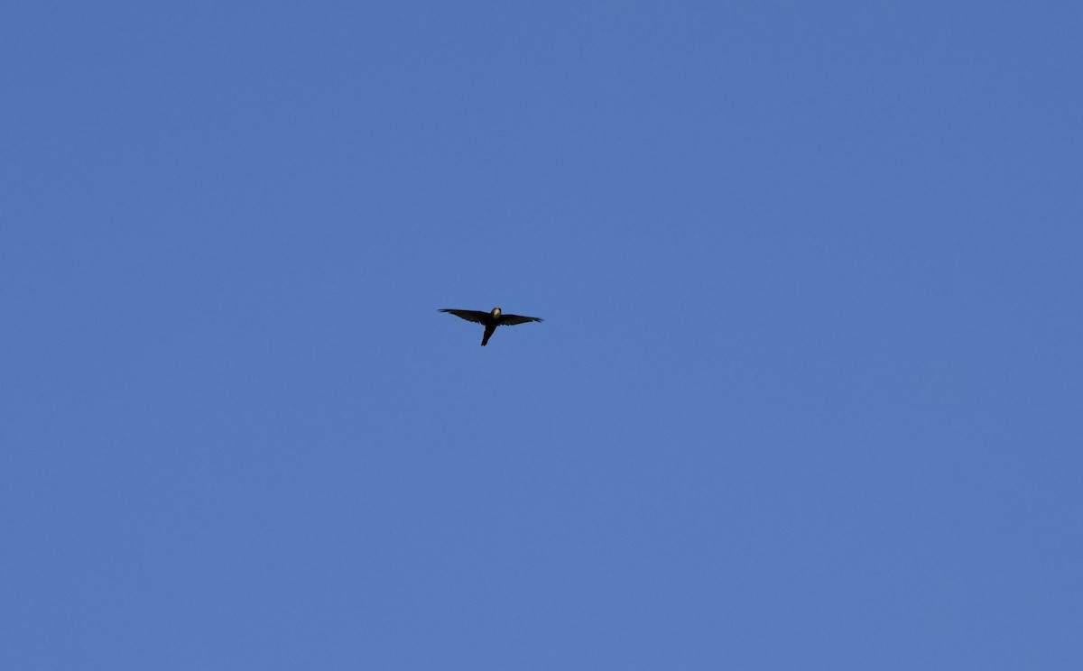 House Swift - ML640809393