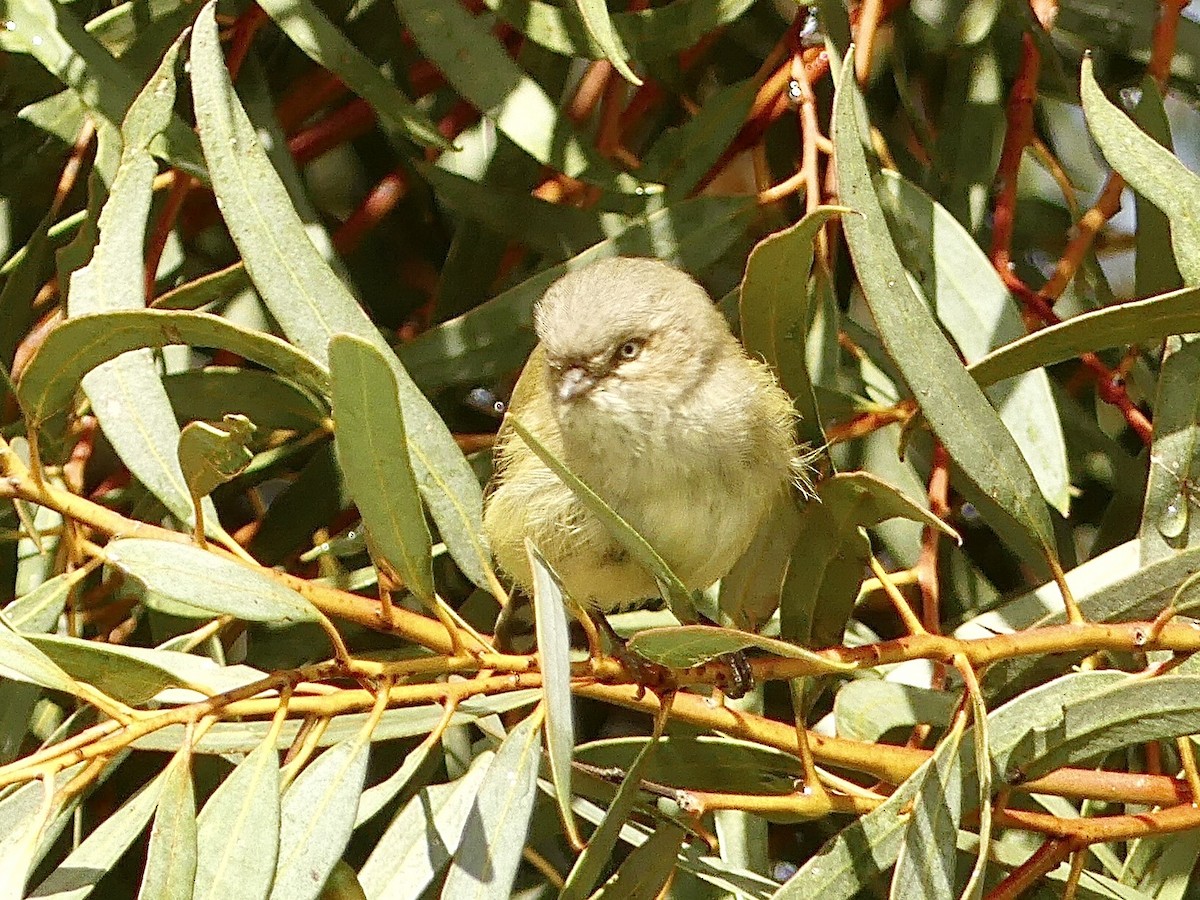 Weebill - ML640809438