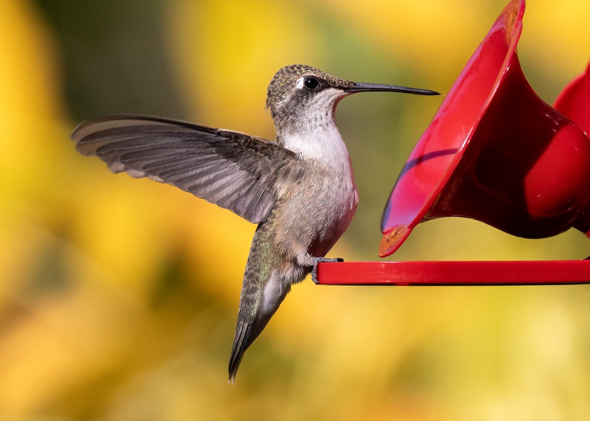 Black-chinned Hummingbird - ML640809445