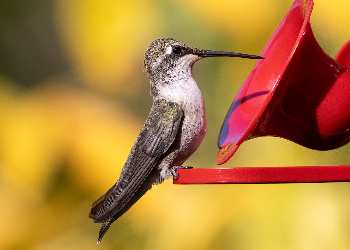 Black-chinned Hummingbird - ML640809454