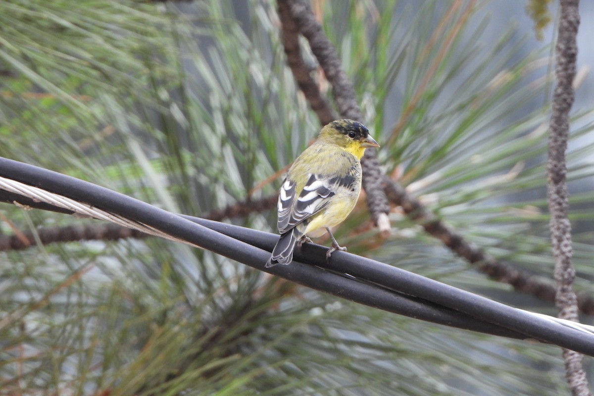 Lesser Goldfinch - ML640809455
