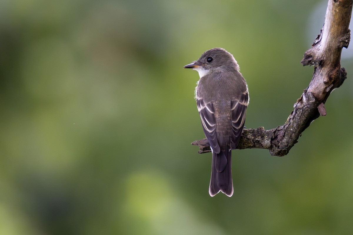 Eastern Wood-Pewee - ML640809461