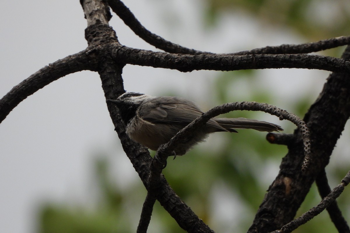 Mountain Chickadee - ML640809471