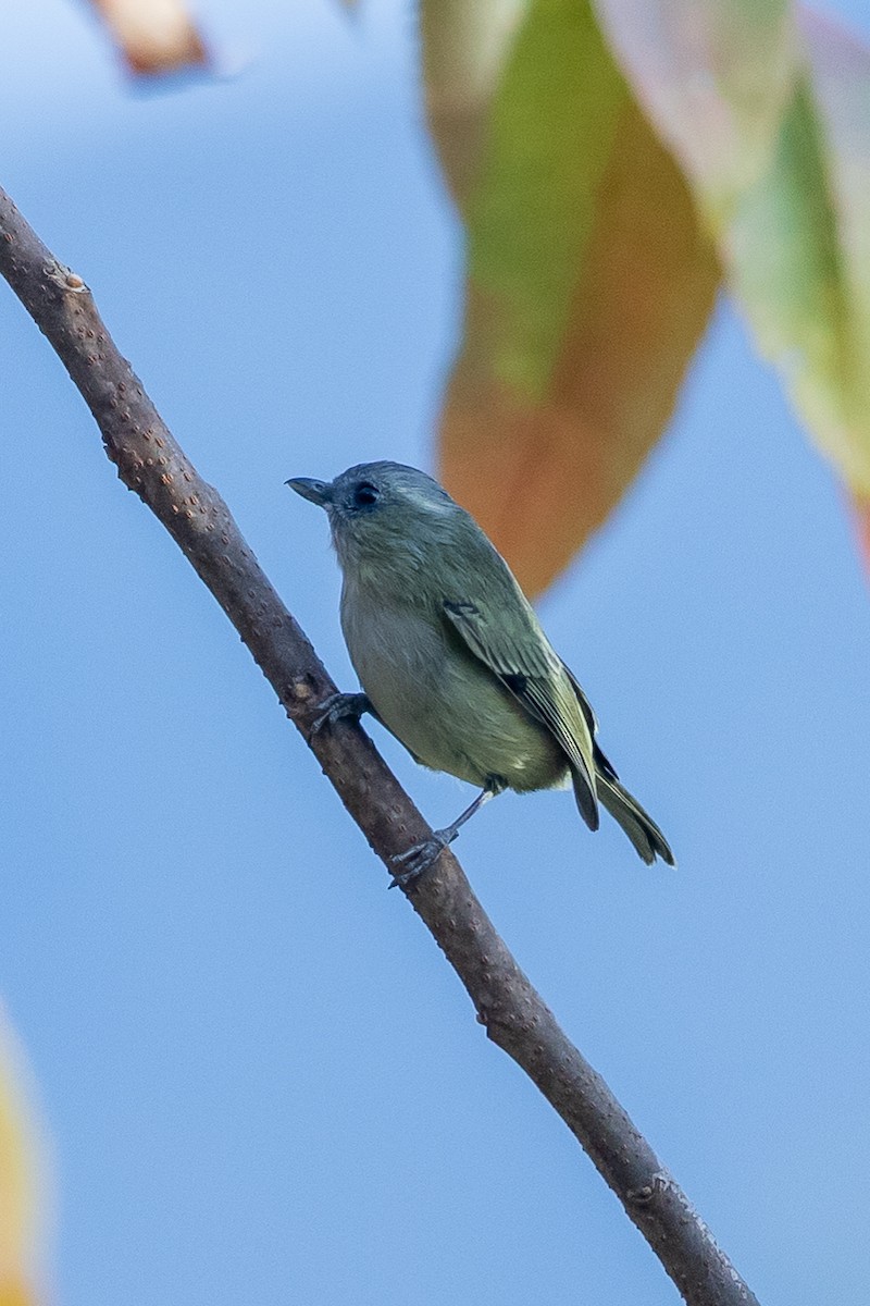 Green Shrike-Babbler - ML640809630