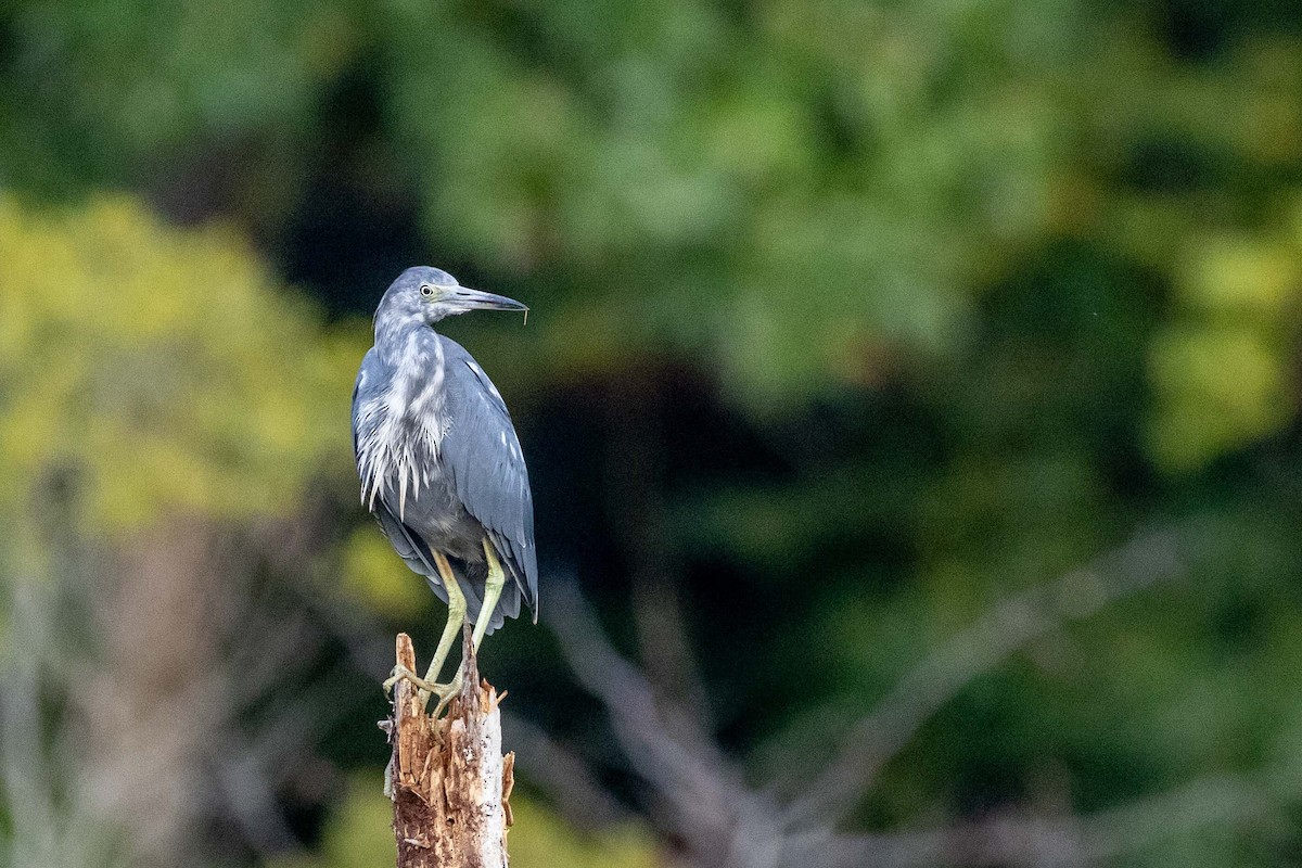 Little Blue Heron - ML640809657