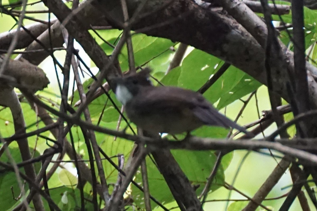 Ochraceous Bulbul - ML640809677
