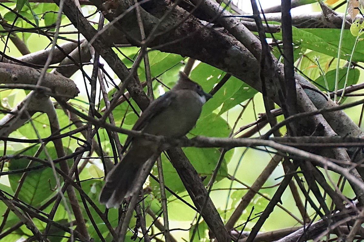 Ochraceous Bulbul - ML640809678
