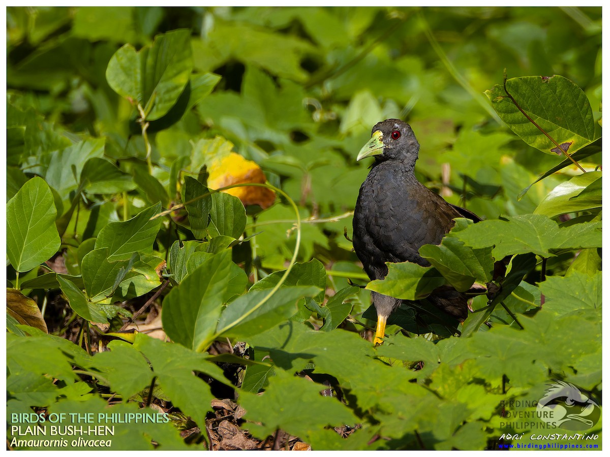 Plain Bush-hen - ML640809679