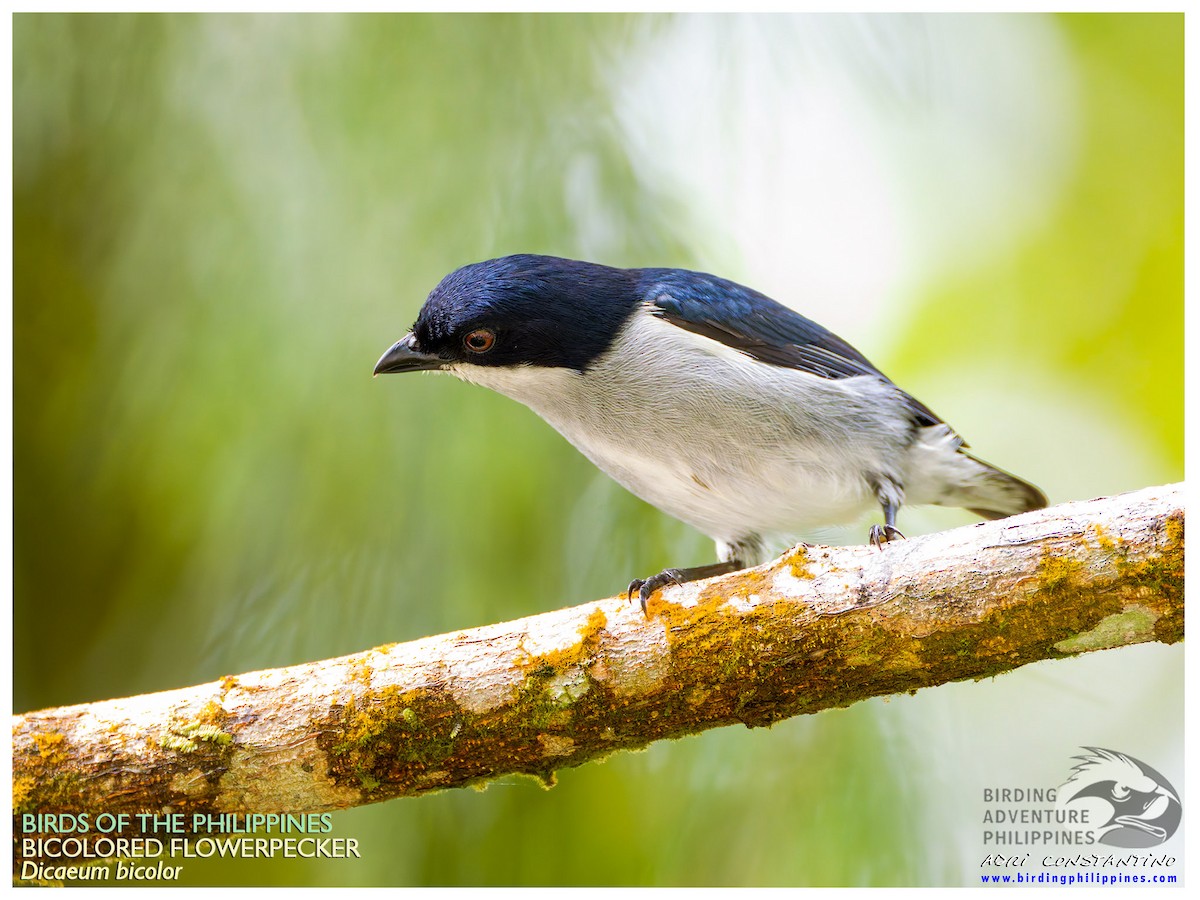 Bicolored Flowerpecker - ML640809706