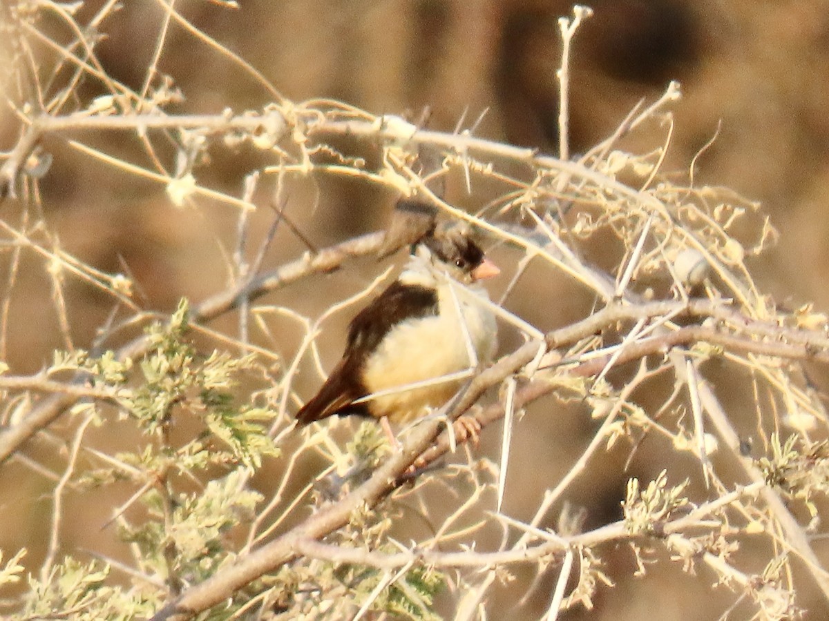 Shaft-tailed Whydah - ML640809748