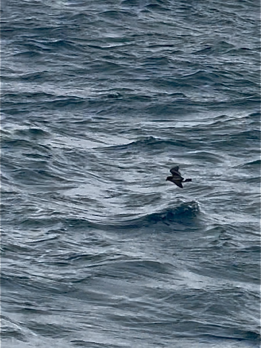 Band-rumped Storm-Petrel (Grant's) - ML640809763