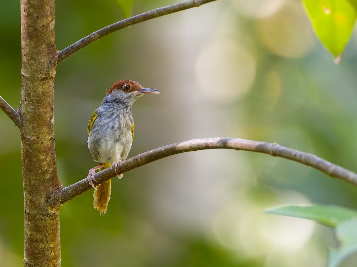 Green-backed Tailorbird - ML640809816