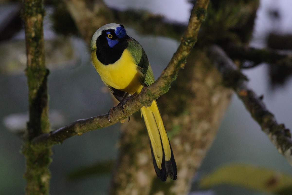 Green Jay (Inca) - ML640809843