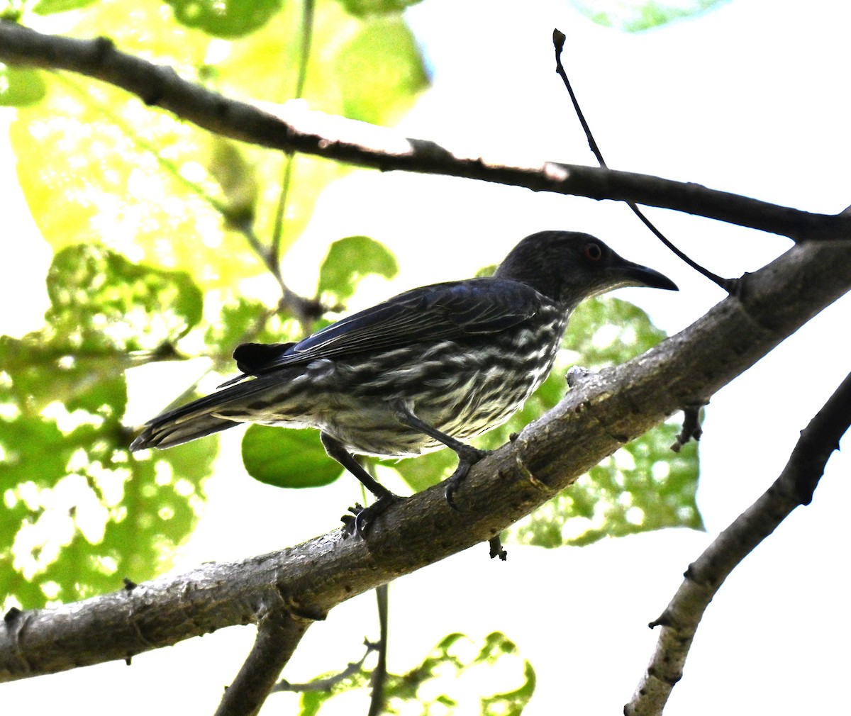 Asian Glossy Starling - ML640809848