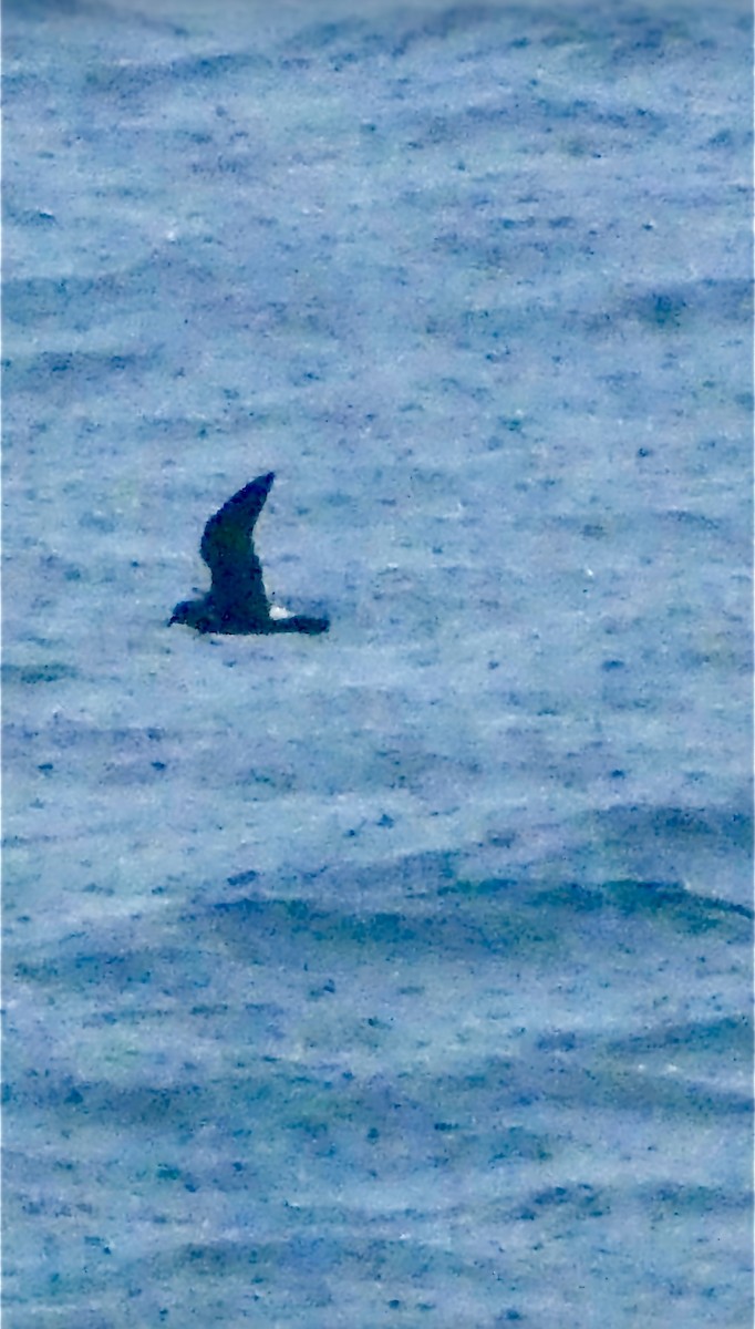 Band-rumped Storm-Petrel (Grant's) - ML640809868