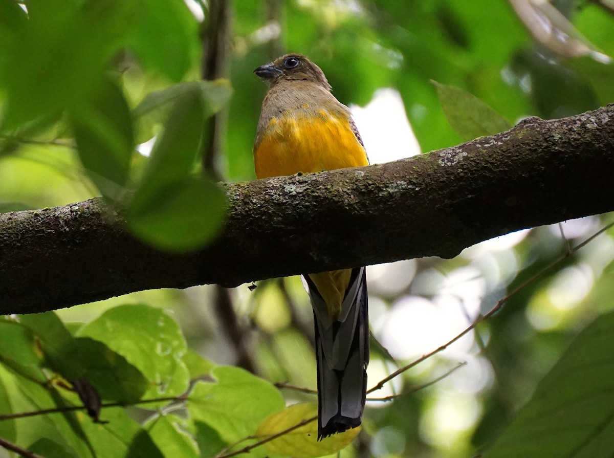 Orange-breasted Trogon - ML640809893