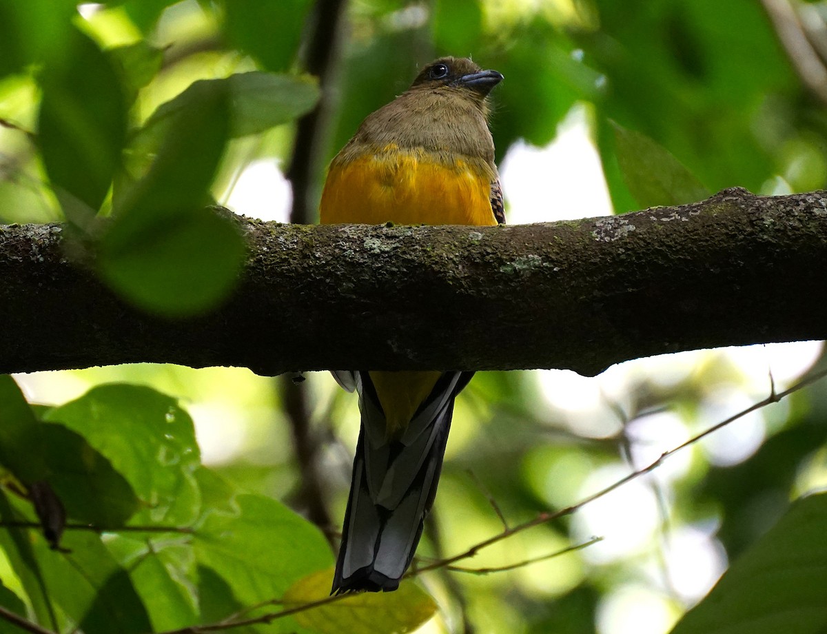 Orange-breasted Trogon - ML640809900