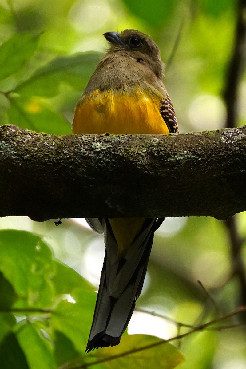 Orange-breasted Trogon - ML640809909