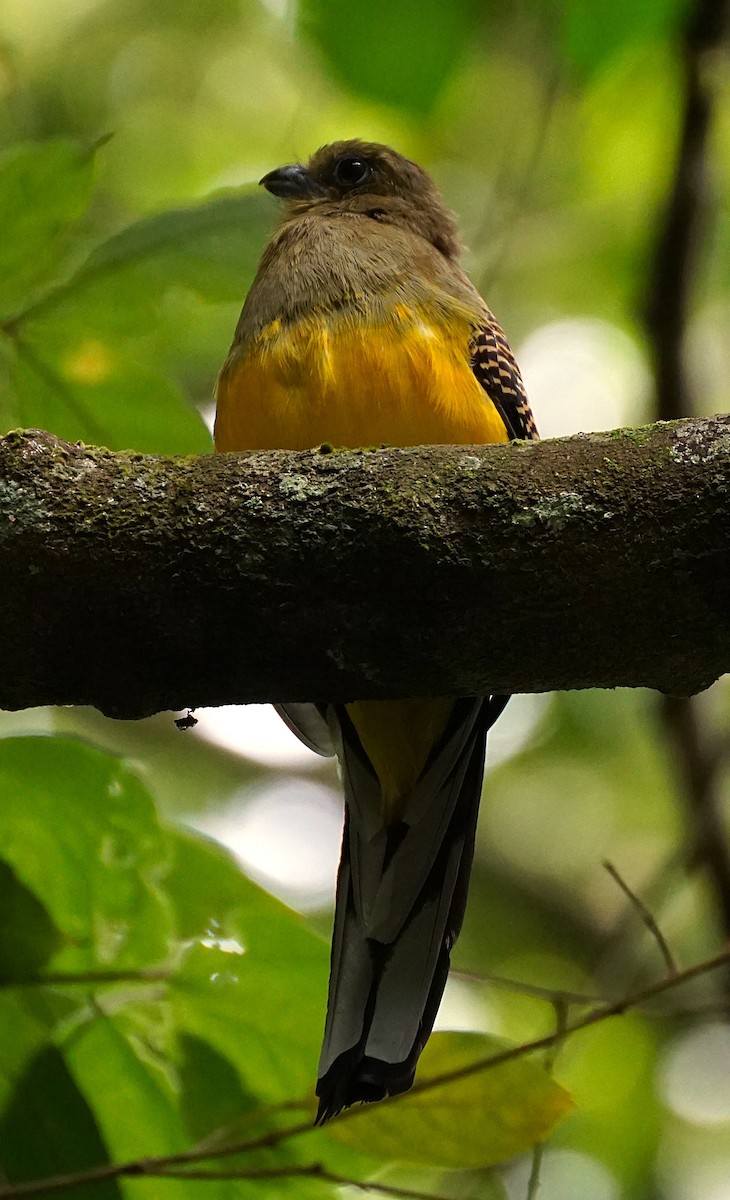 Orange-breasted Trogon - ML640809910
