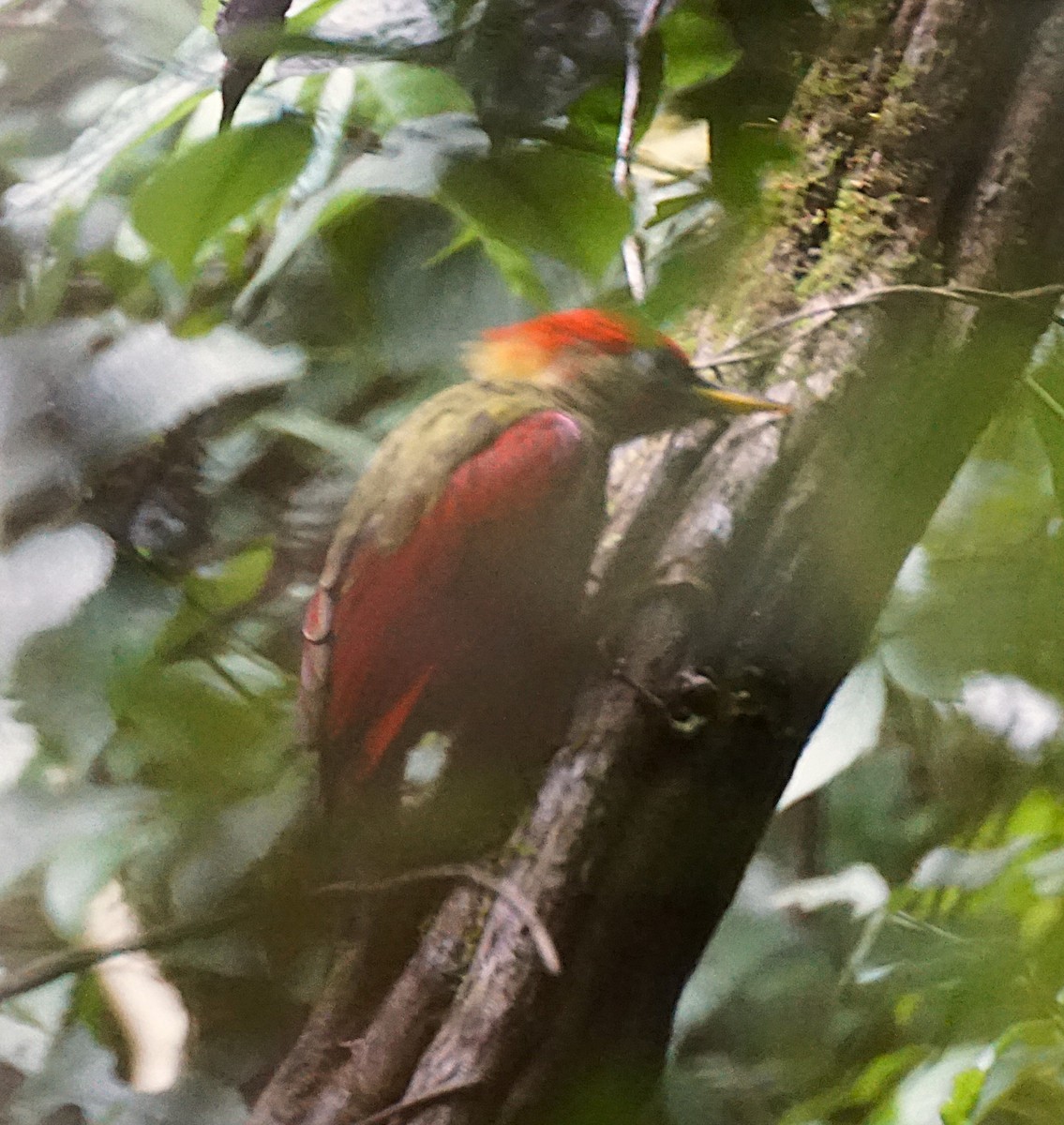 Crimson-winged Woodpecker - ML640809942