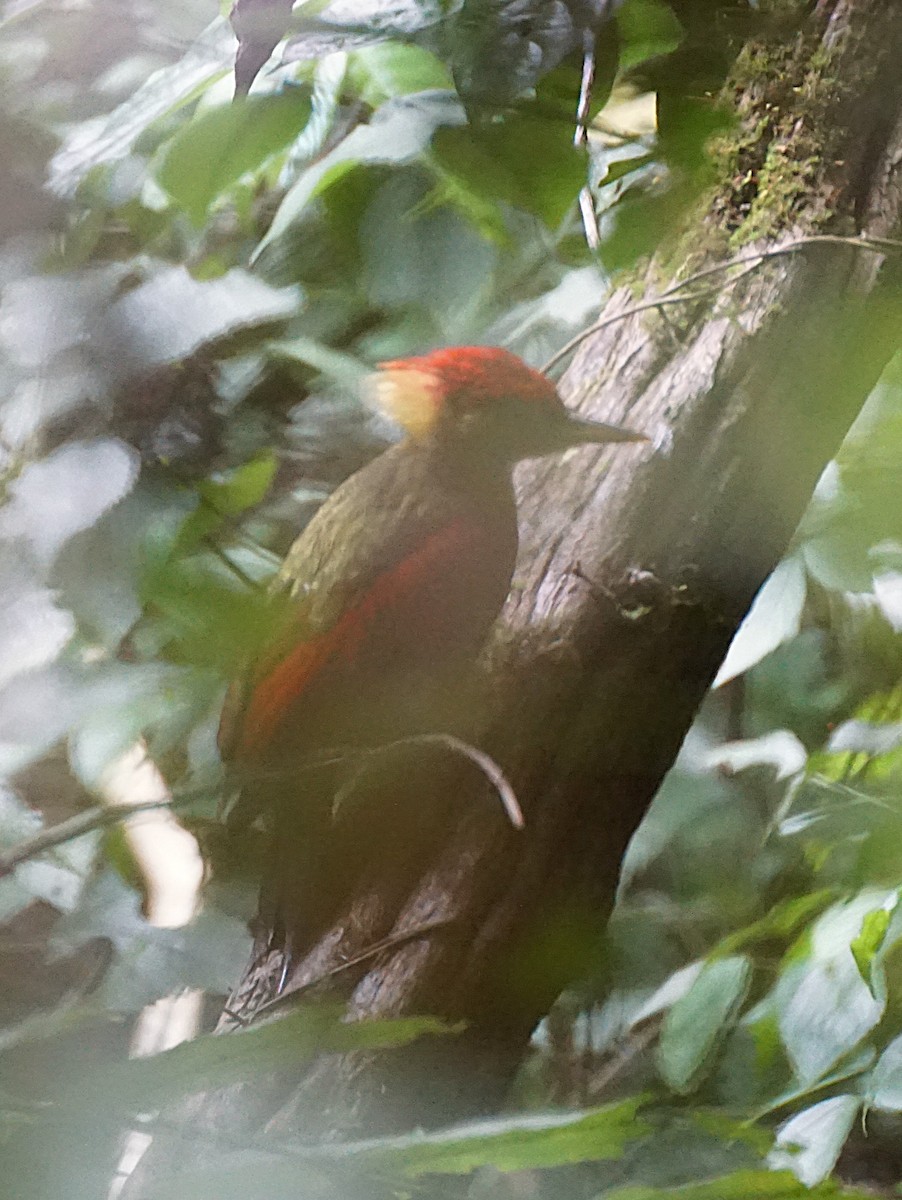 Crimson-winged Woodpecker - ML640809948