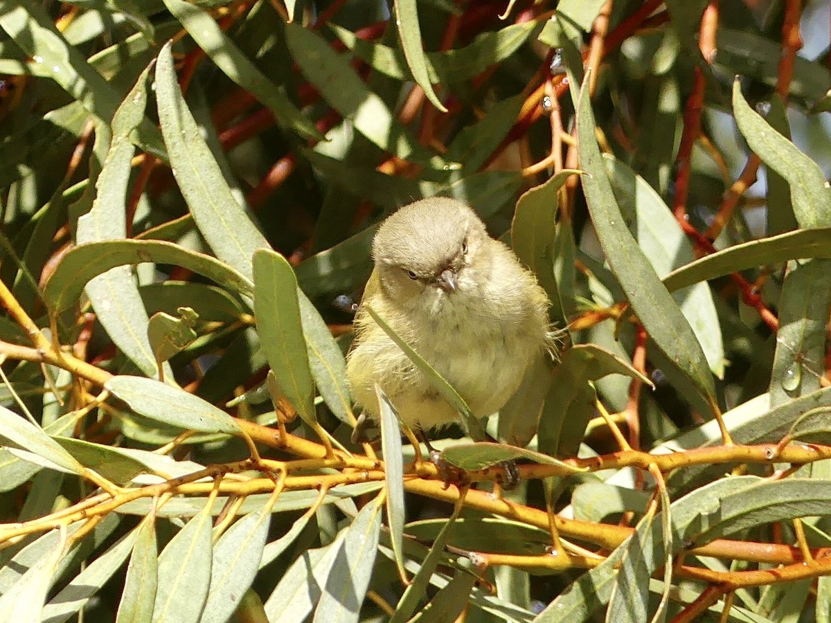Weebill - ML640809967