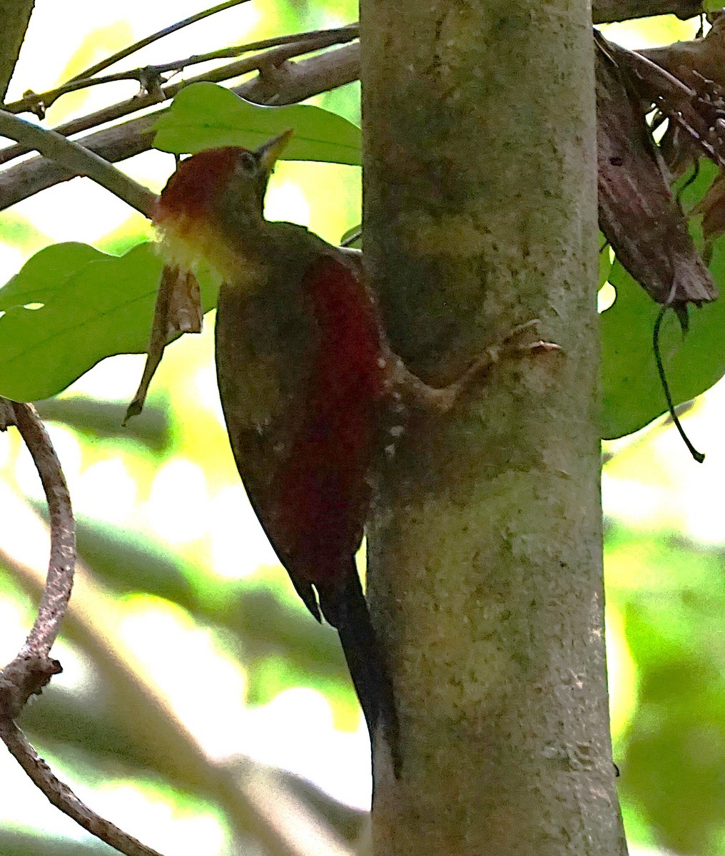 Crimson-winged Woodpecker - ML640809999