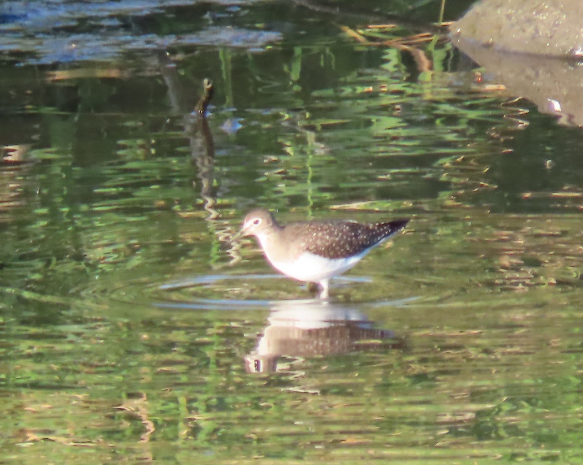 eremittsnipe - ML640810010