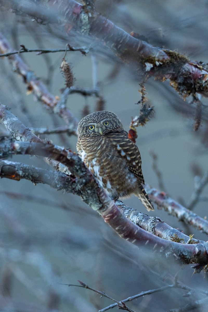 Collared Owlet - ML640810071