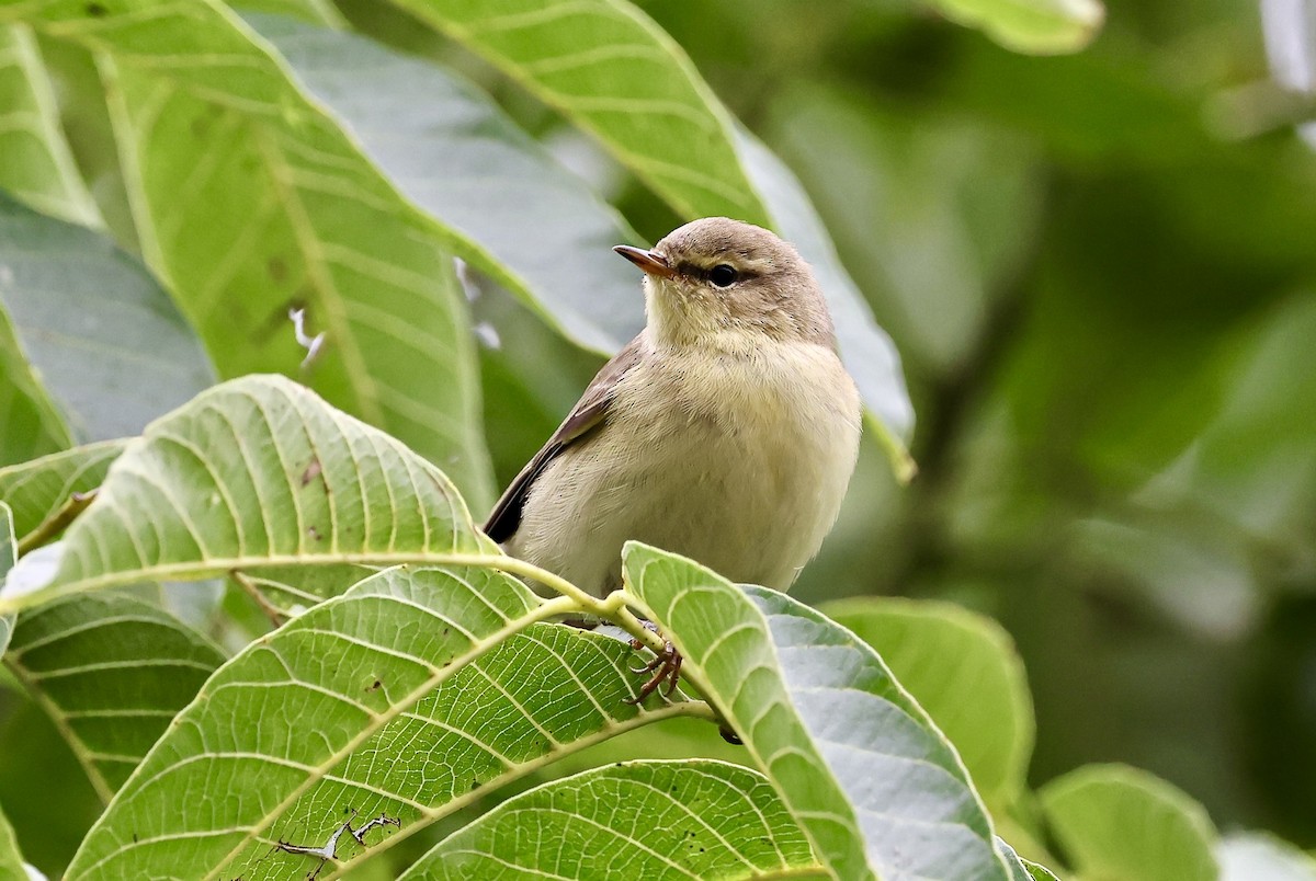 Iberian Chiffchaff - ML640810076