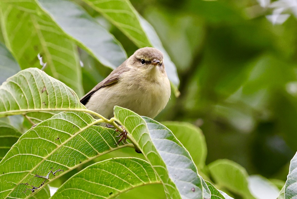 Iberian Chiffchaff - ML640810078