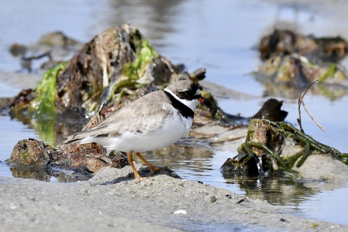 Semipalmated Plover - ML640810113