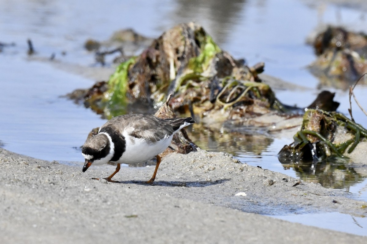 Semipalmated Plover - ML640810115