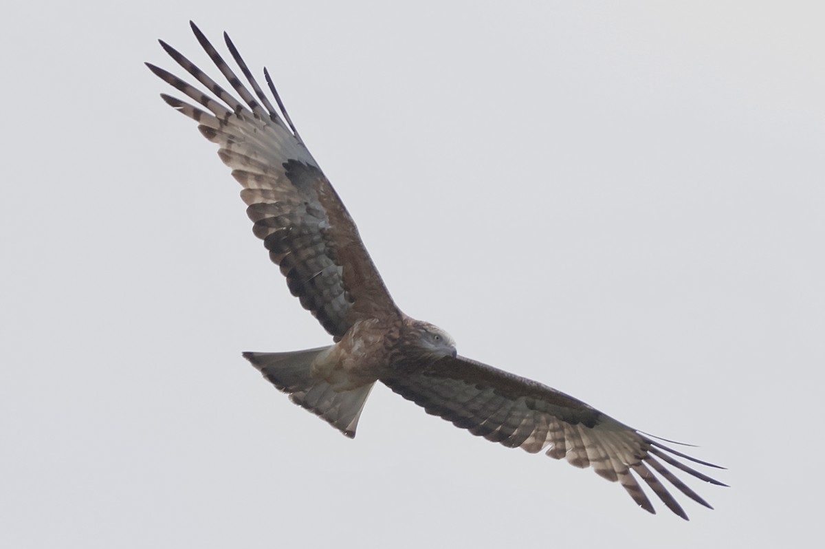 Square-tailed Kite - ML640810117