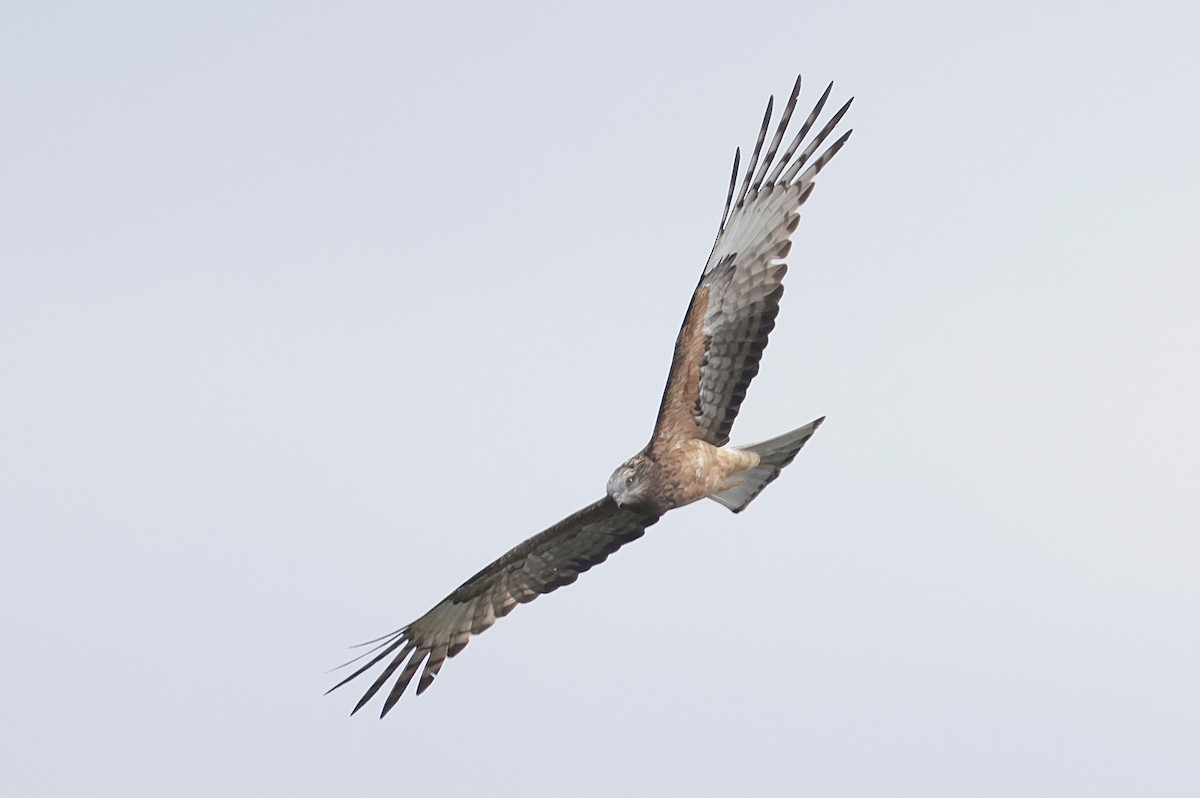 Square-tailed Kite - ML640810119