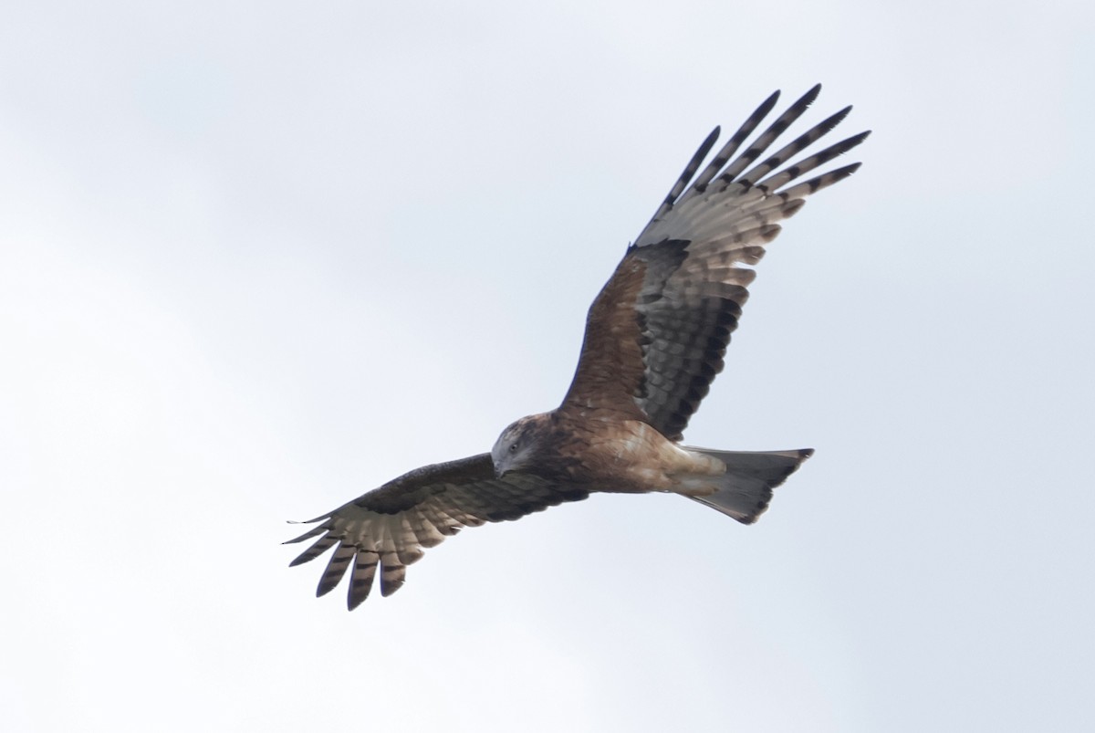 Square-tailed Kite - ML640810120