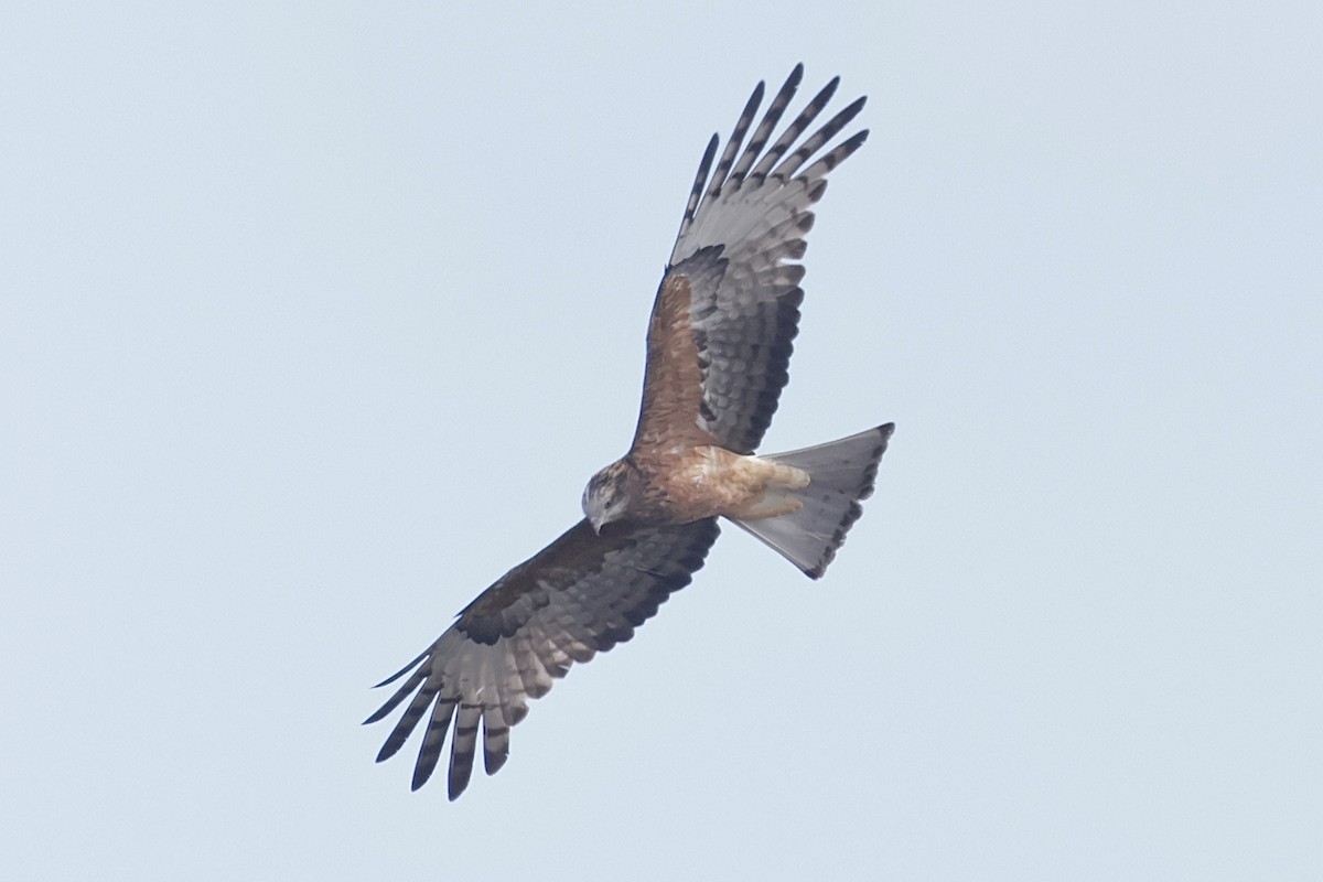 Square-tailed Kite - ML640810121