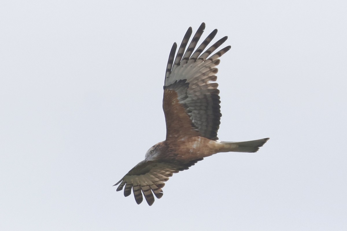 Square-tailed Kite - ML640810122