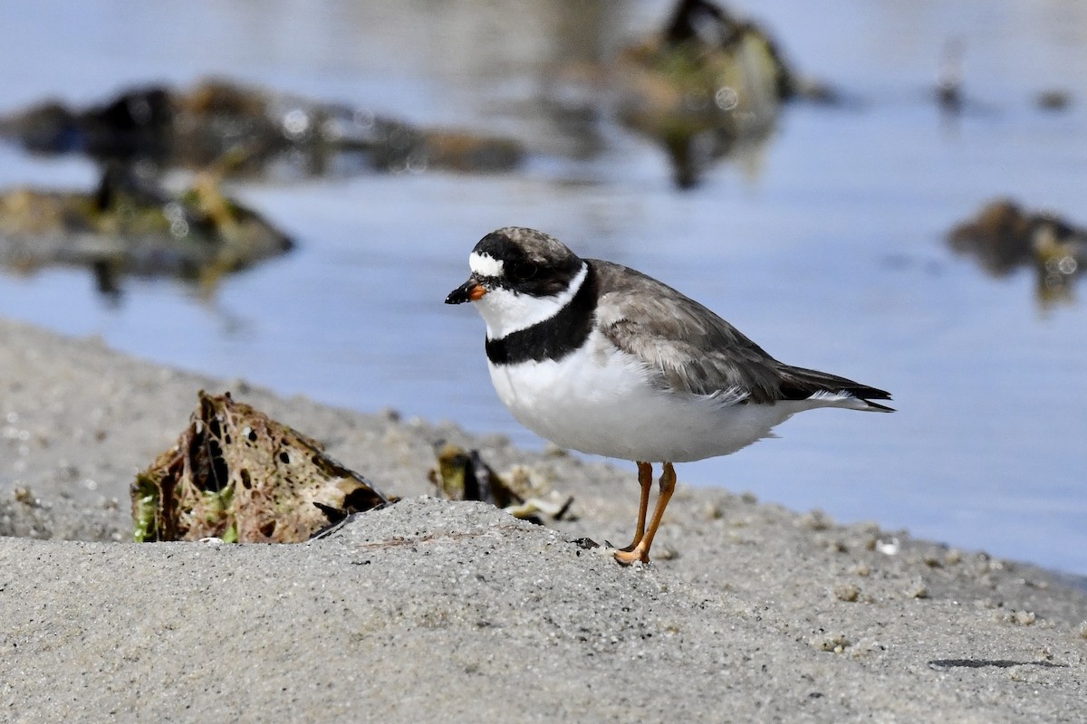 Semipalmated Plover - ML640810125