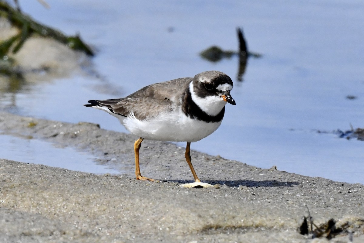 Semipalmated Plover - ML640810131