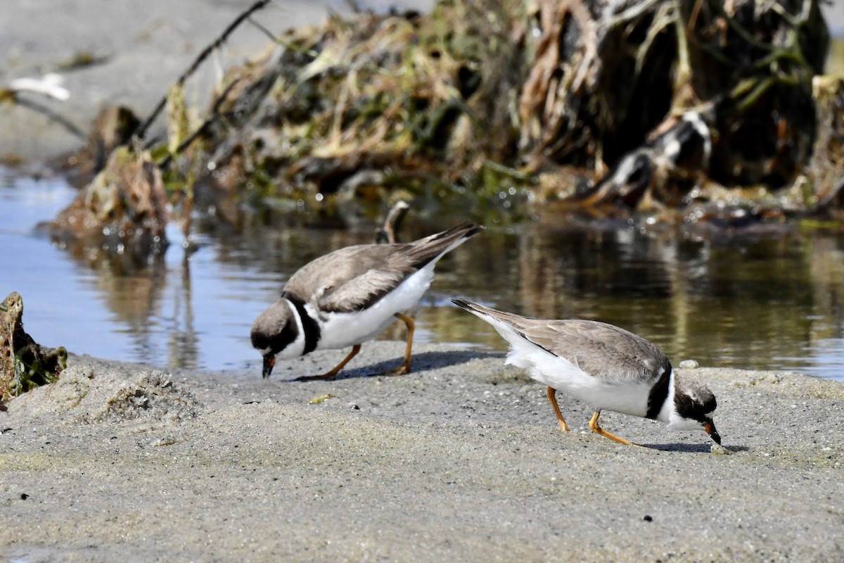 Semipalmated Plover - ML640810134