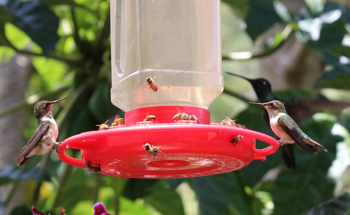 Volcano Hummingbird - ML640810137