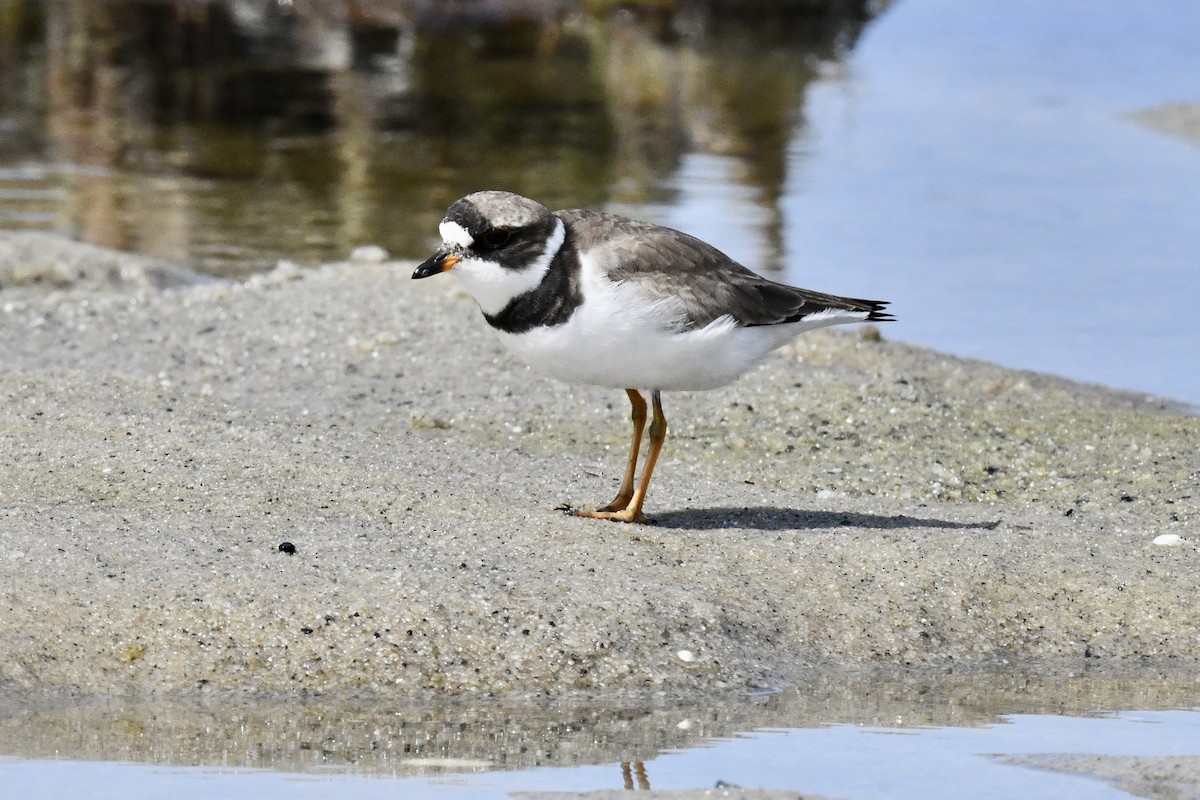 Semipalmated Plover - ML640810141