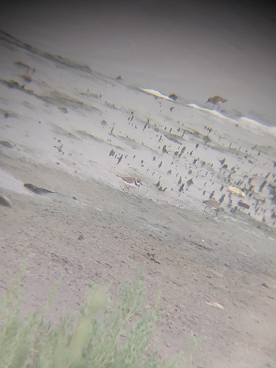 Semipalmated Plover - ML640810161