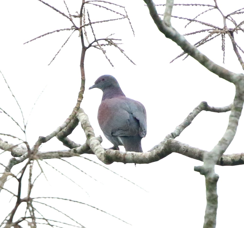 Pale-vented Pigeon - ML640810272