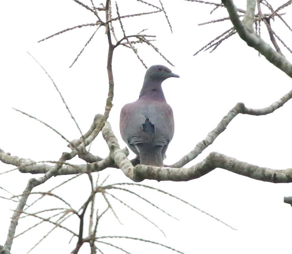 Pale-vented Pigeon - ML640810273
