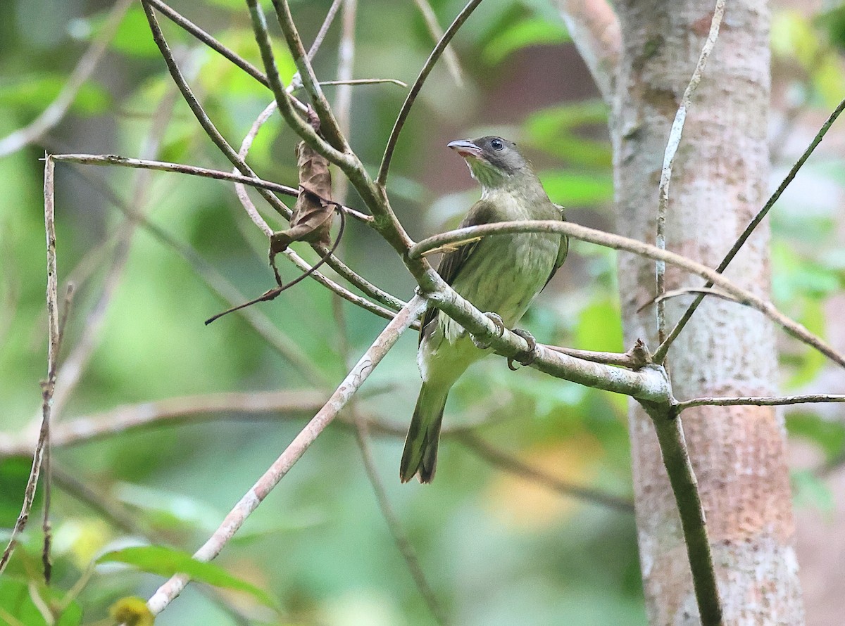 Malaysian Honeyguide - ML640810415
