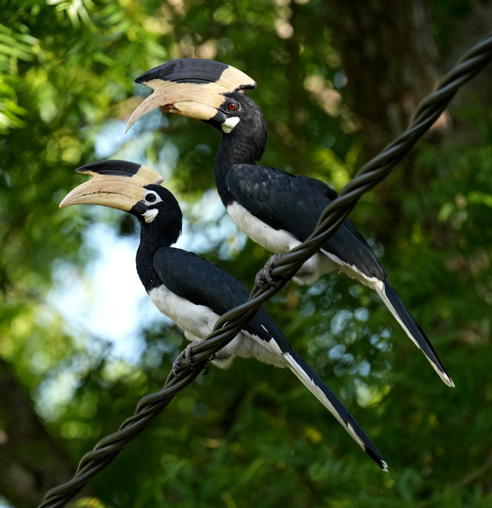 Malabar Pied-Hornbill - ML640810422