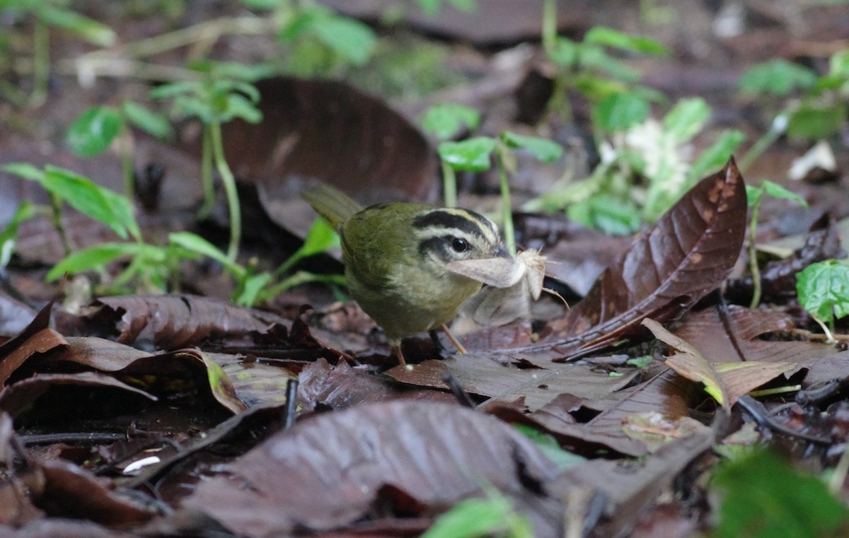 Three-striped Warbler - ML640810433